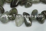 CCH320 15.5 inches 10*15mm labradorite chips gemstone beads wholesale