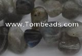 CCH618 15.5 inches 6*8mm - 10*14mm labradorite chips gemstone beads