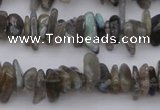 CCH646 15.5 inches 4*10mm - 6*14mm labradorite chips beads