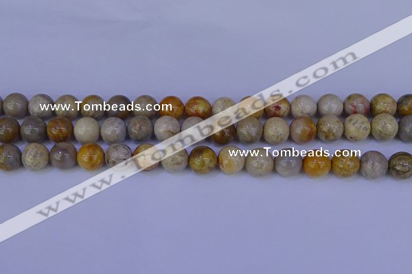 CFC203 15.5 inches 10mm round fossil coral beads wholesale