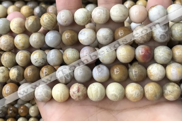 CFC323 15.5 inches 10mm round fossil coral beads wholesale