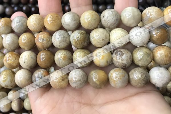 CFC324 15.5 inches 12mm round fossil coral beads wholesale