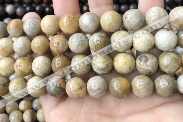 CFC325 15.5 inches 14mm round fossil coral beads wholesale