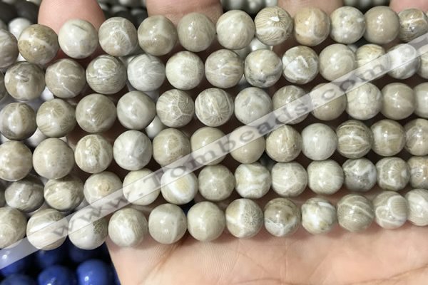 CFC332 15.5 inches 8mm round fossil coral beads wholesale