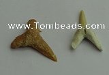 CGP541 15*25mm - 22*30mm shark teeth pendants wholesale