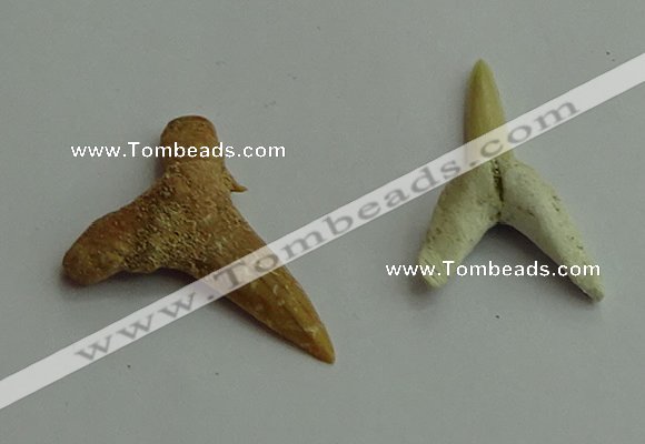 CGP541 15*25mm - 22*30mm shark teeth pendants wholesale