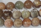 CMS505 15.5 inches 12mm round moonstone beads wholesale