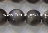 CMS861 15.5 inches 12mm round A grade natural black moonstone beads