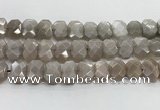 CNG8615 10*13mm - 12*16mm faceted freeform moonstone beads